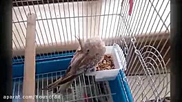 عروس هلندی زیبای من