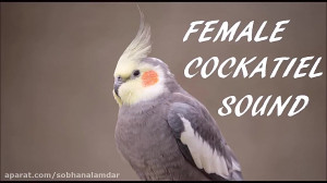 آواز خواندن عروس هلندی