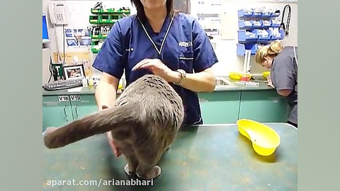 آمپول زدن گربه