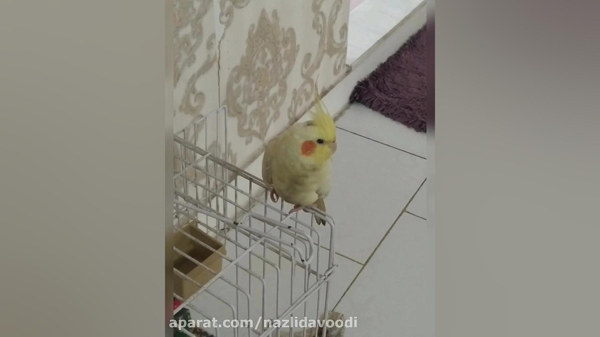 جوجو طلا عروس هلندیم رو فروختی...