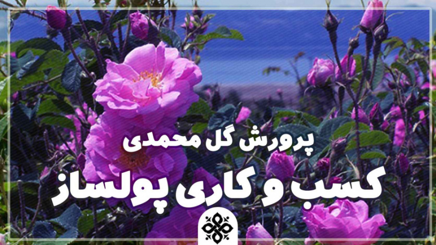 پرورش گل محمدی کسب و کاری پولس...