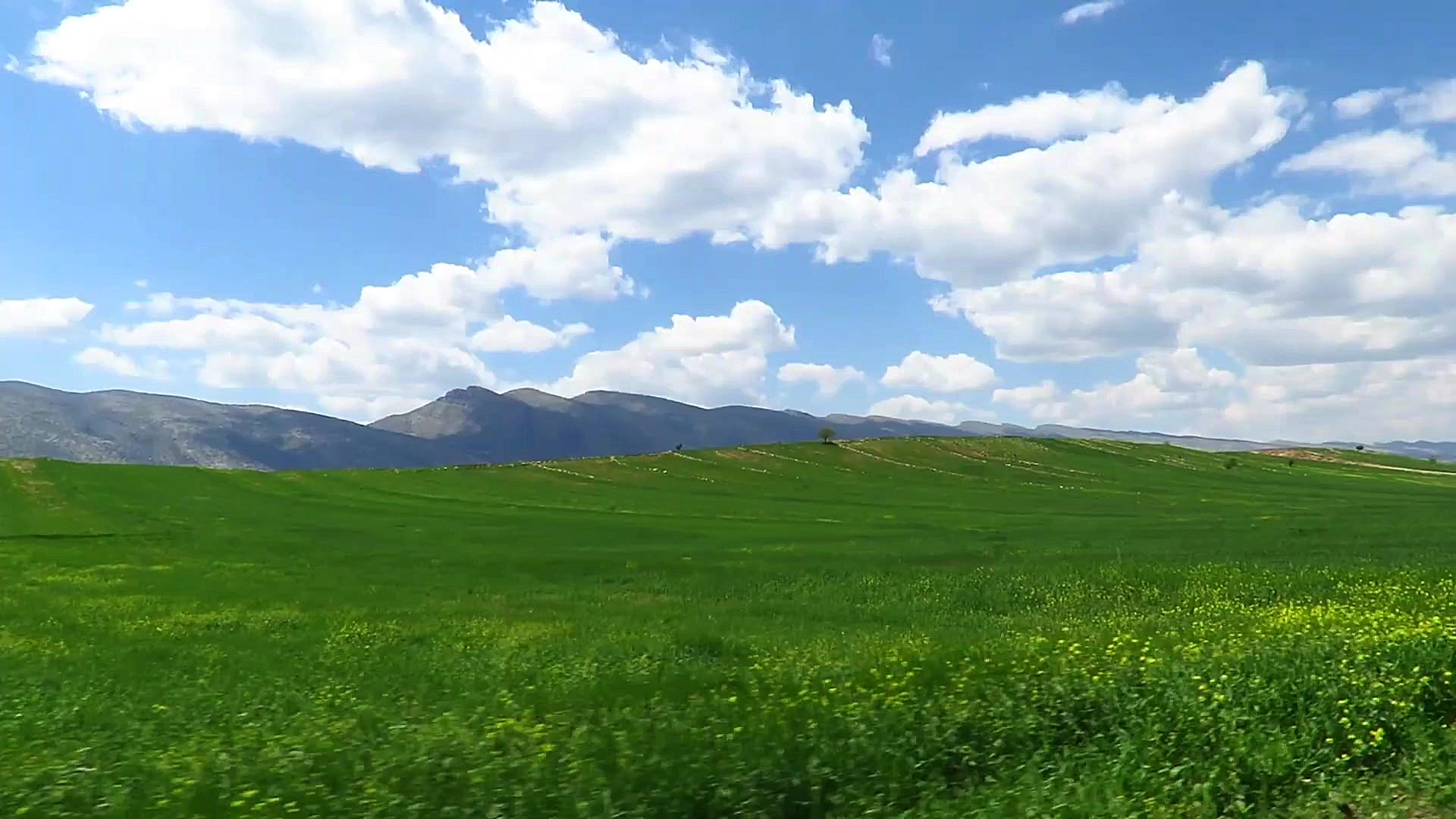 آهنگ کوردی کاله بی کالی