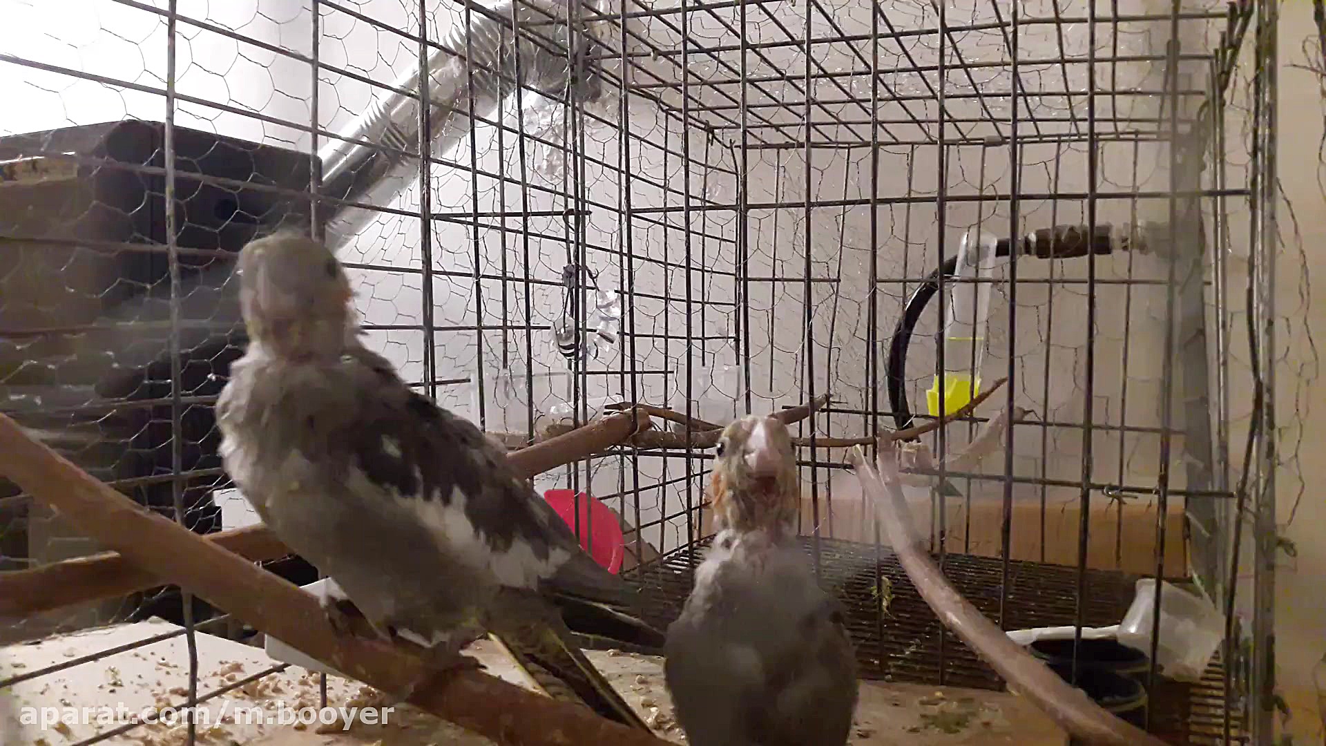 عروس هلندی سرلاکی