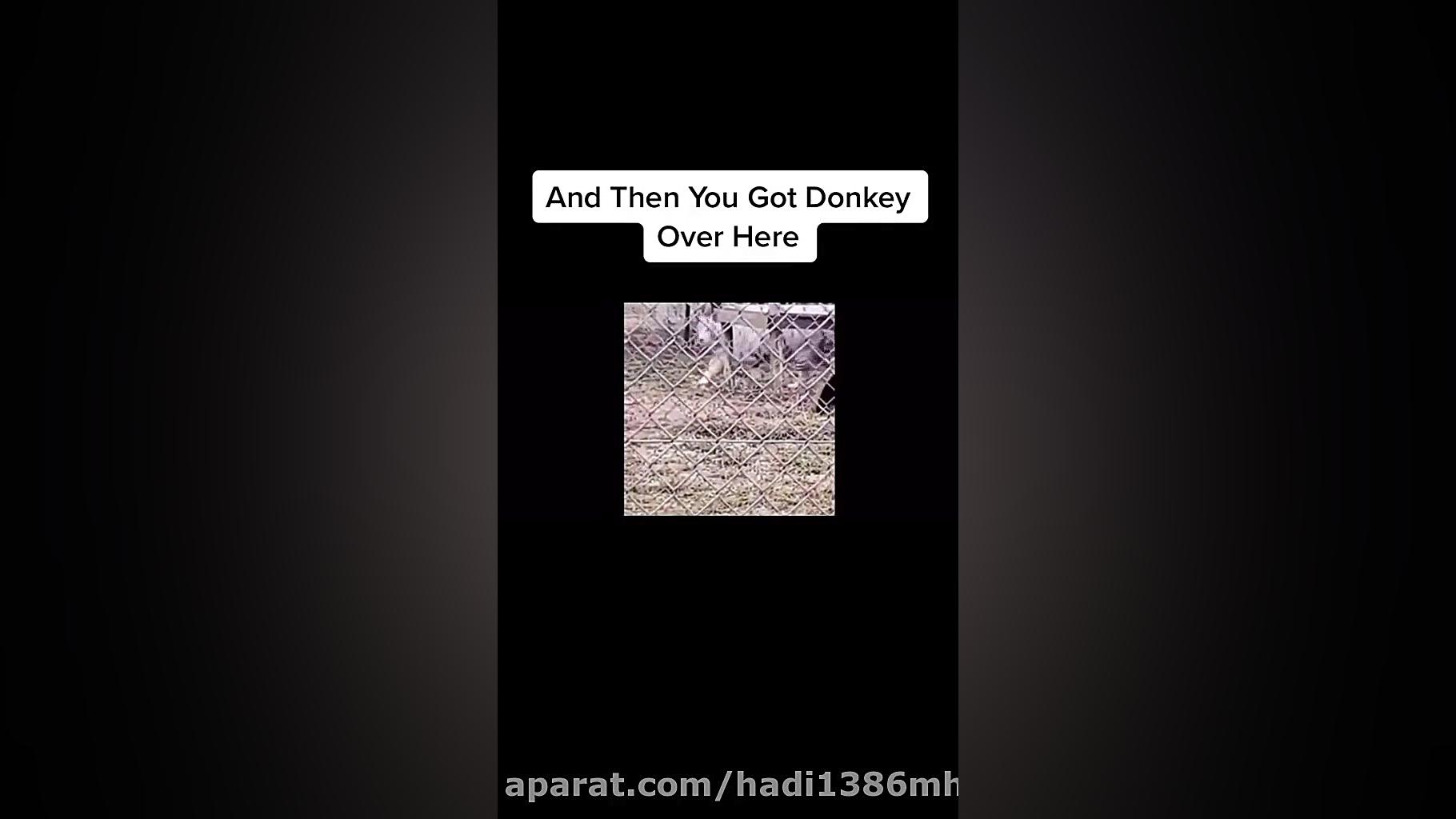 خره چقد نازه