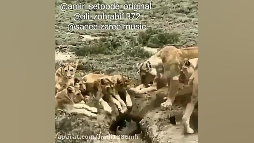 هم یه ذرت خوب سراغ داره