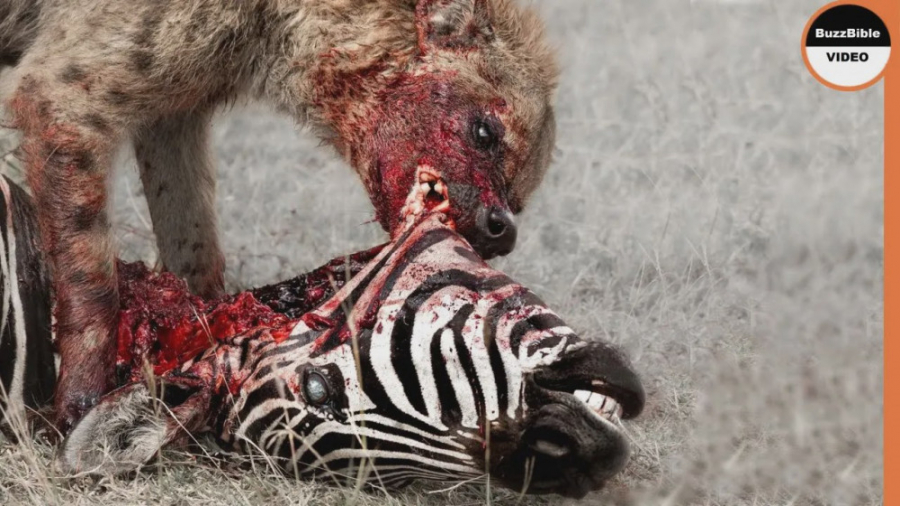 مستند حیات وحش  کفتارها شکم ما...