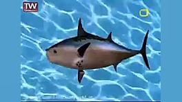 کارتون باب اسفنجی