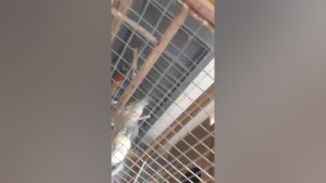 عروس هلندی جفت