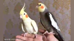 عروس هلندی سخنگو