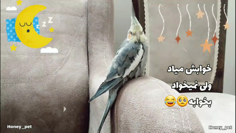 خوابیدن عروس هلندی هانی