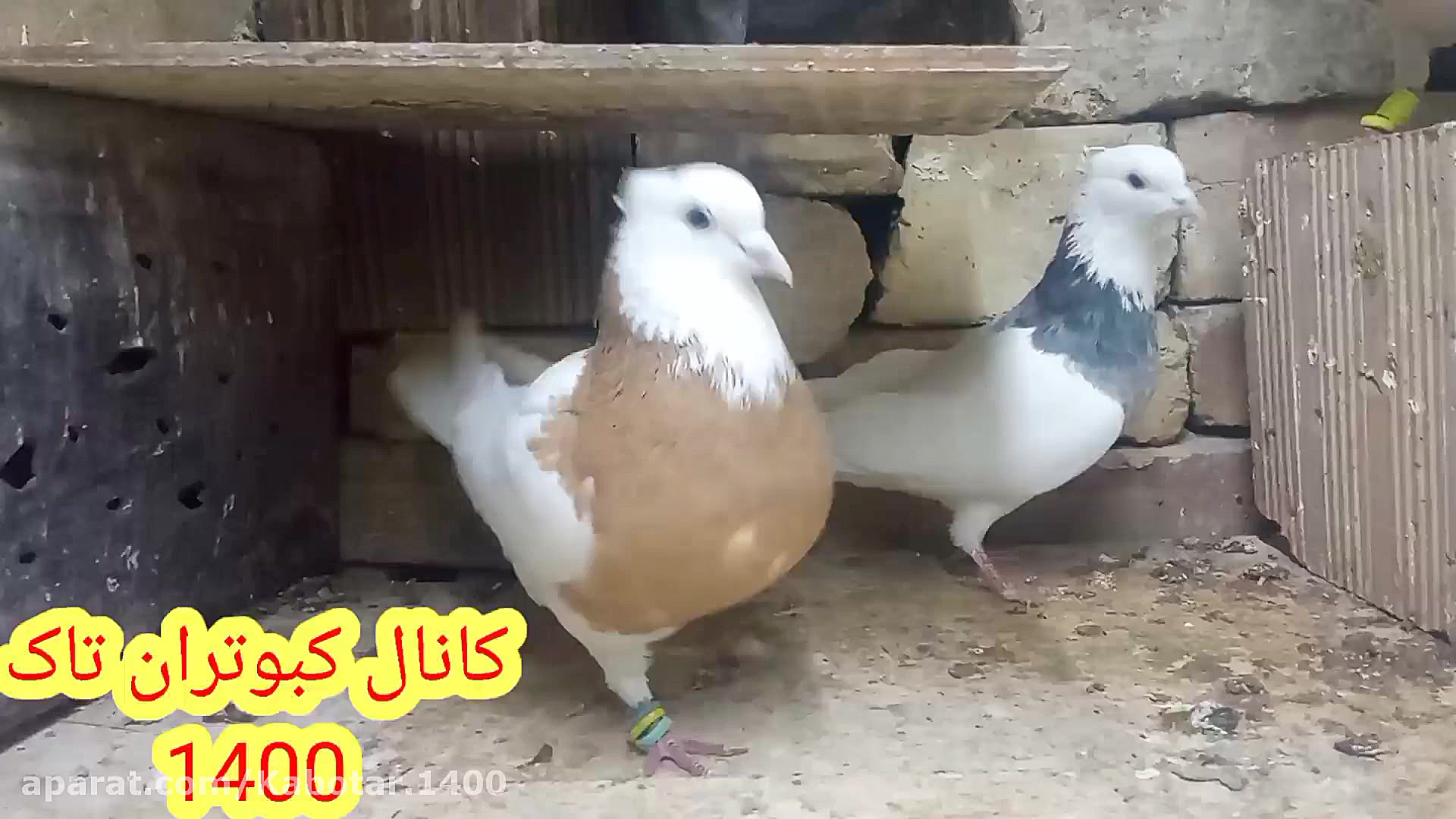 کبوتر طوقی ماده تقدیم نگاه قشن...