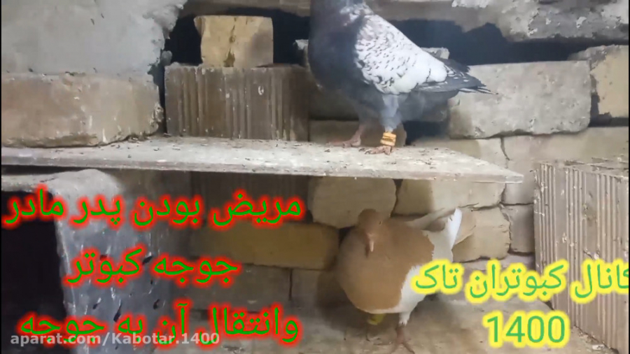 علت مریض شدن جوجه کبوتر