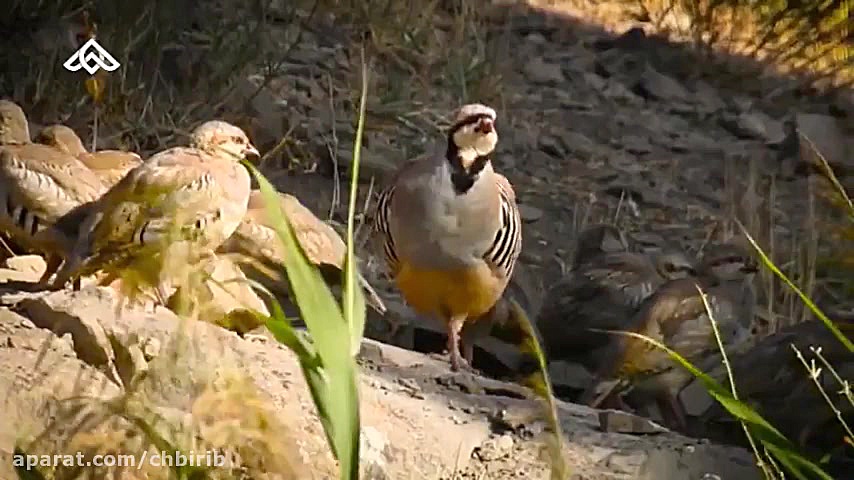 موزیک ویدئو بختیاری نوروزی