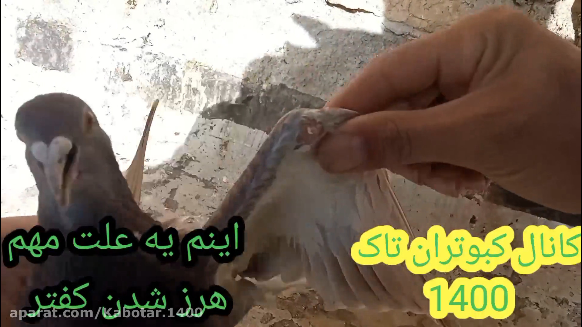 علت هرز شدن کبوتر