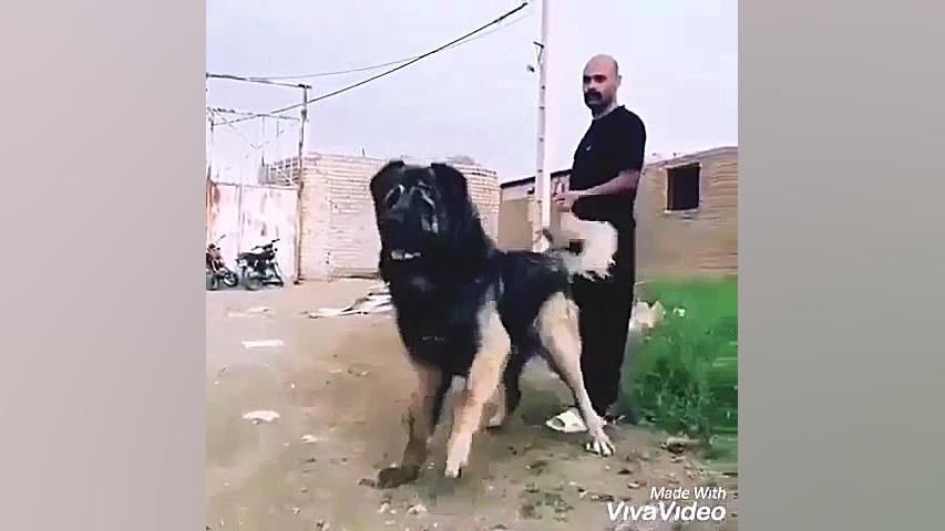 فیلم سگ سرابی اصیل