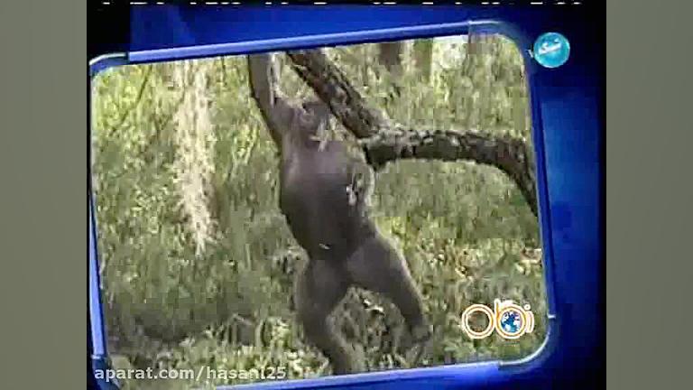 دیدنی ها کلیپ جالب و دیدنی