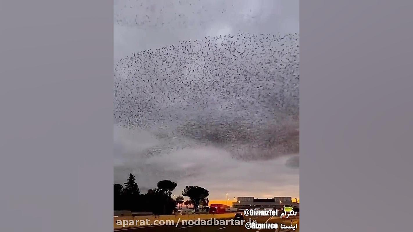 فیلم رقص پرندگان