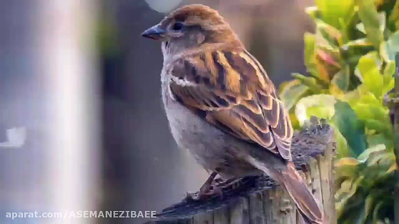 گنجشک و خدا تهیه کننده: سرکار...