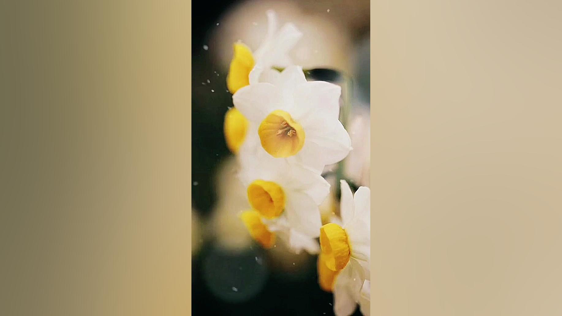 فیلم خام گل نرگس | مناسبتی ولا...