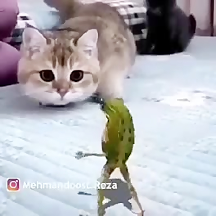 قورباقه و گربه