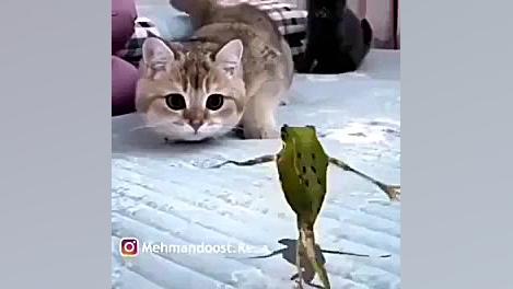 قورباقه و گربه