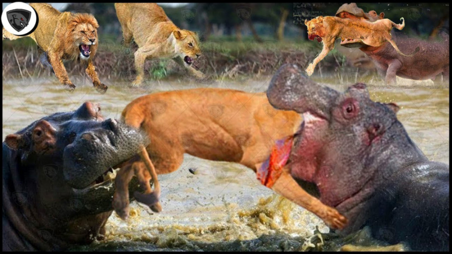 جنگ حیوانات وحشتناک ، کرگدن خش...