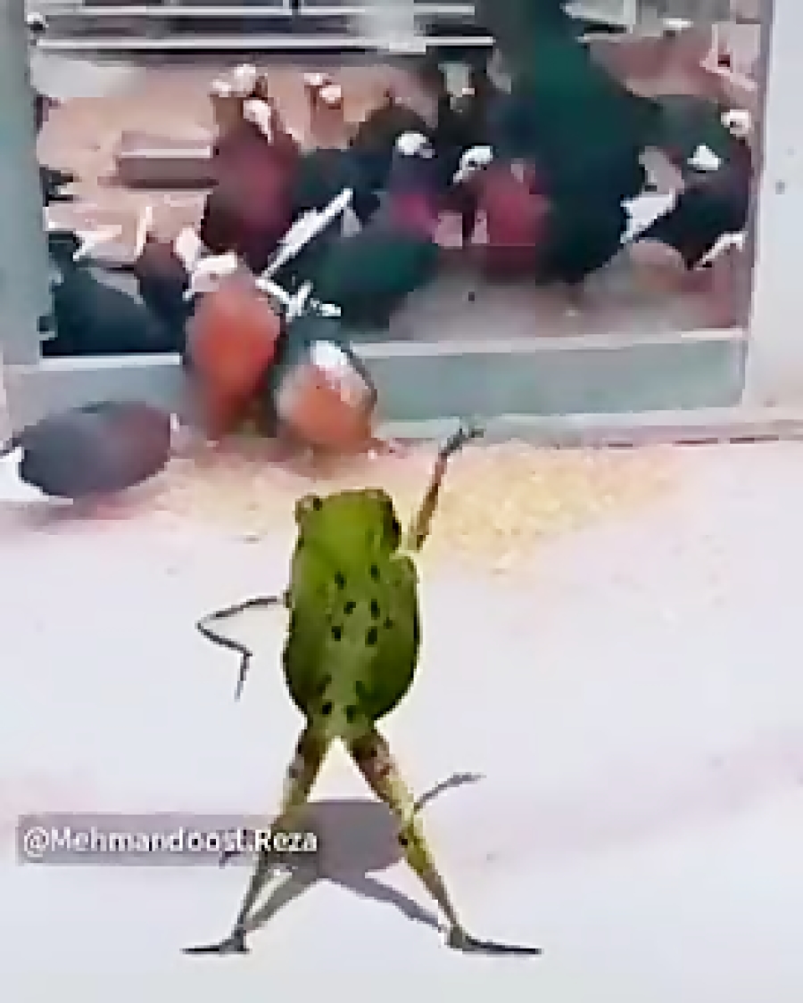 قورباقه و مرغ