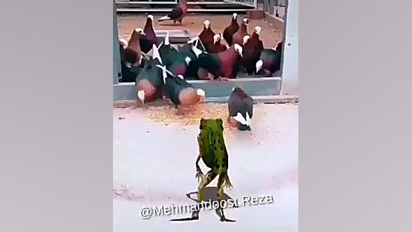 قورباقه و مرغ