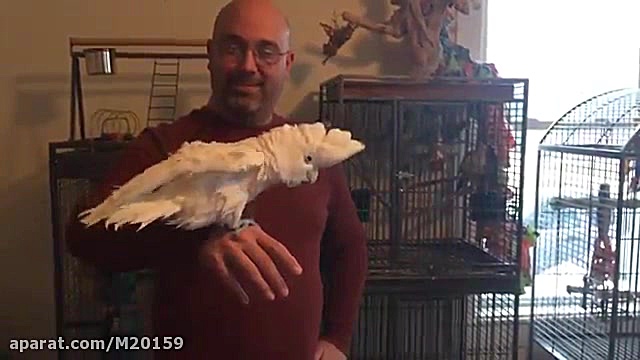 آتیش سوزوندن طوطی نجات یافته!