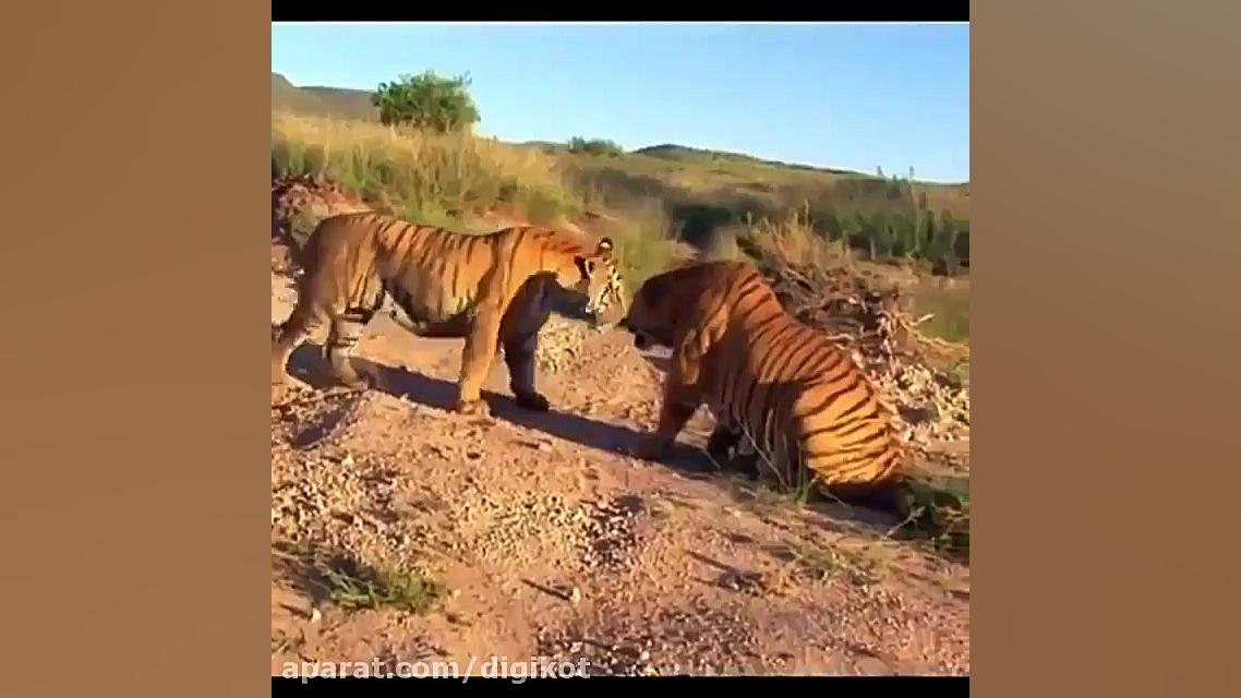 حیات وحش، نزاع مرگبار دو ببر ن...