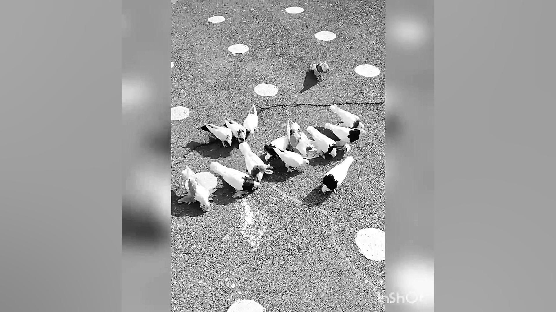 طوقی دمبی عطیقه