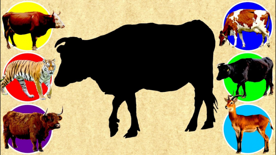 چالش حیوانات برای کودکان  حیوا...