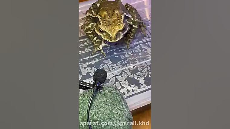 غذا خوردن حیوانات فالو فالو