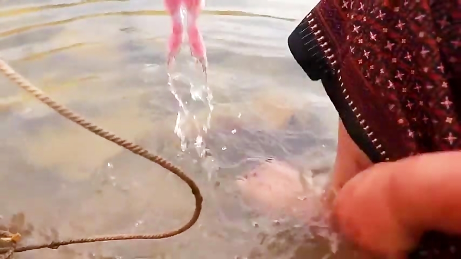 آموزش تمیز و پاک کردن غورباقه