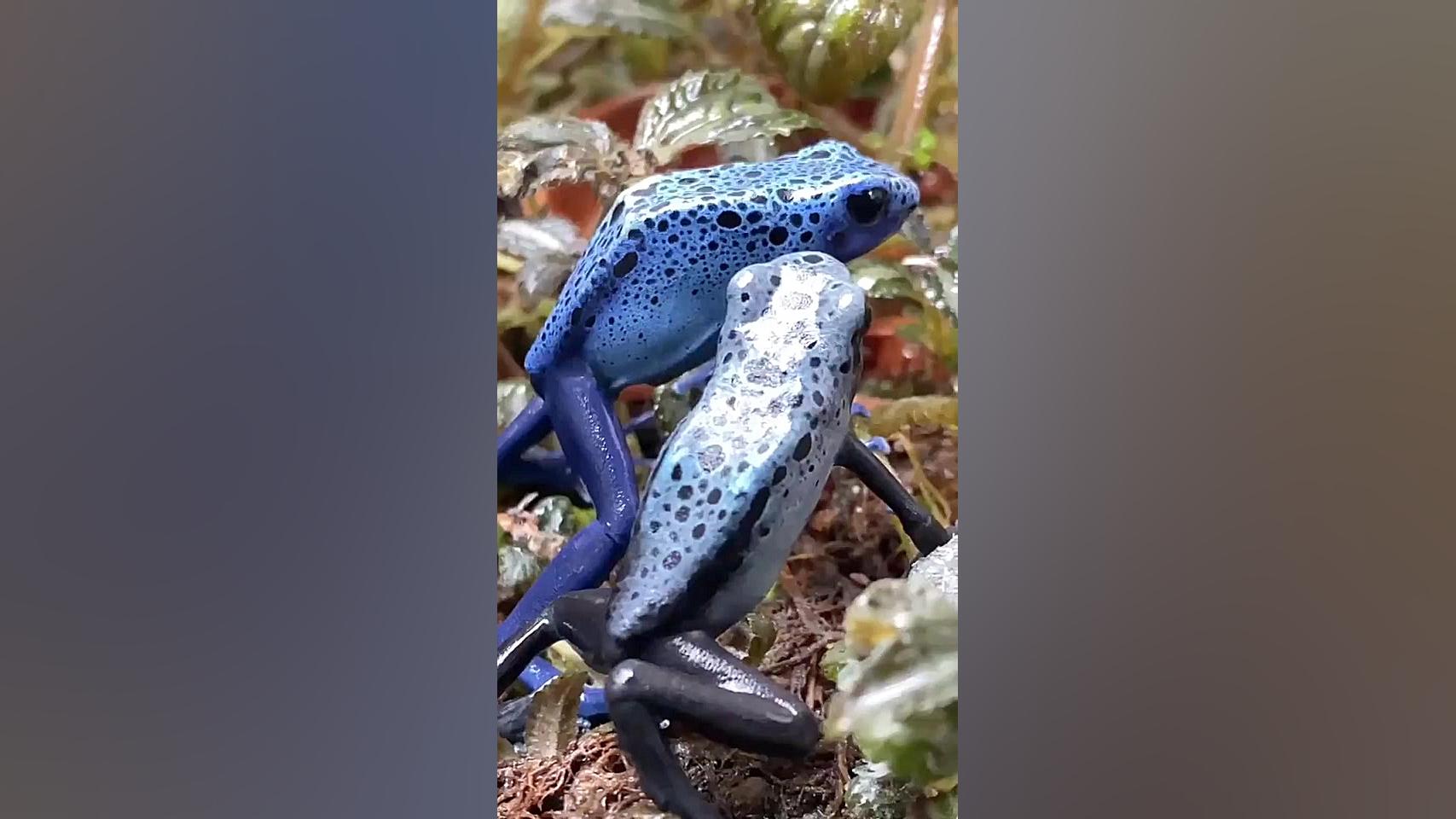 غورباقه نیلی بسیار زیبا