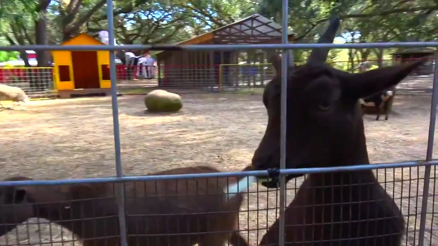 برنامه کودک ناستیا ناستیاشو سر...