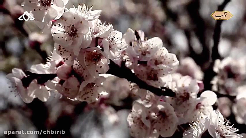 موزیک ویدئو جدید علی زند وکیلی