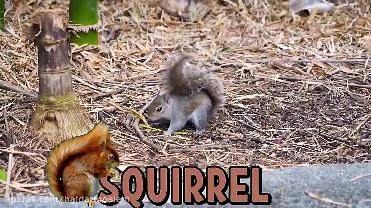 برنامه کودک ناستیا ناستیاشو سر...