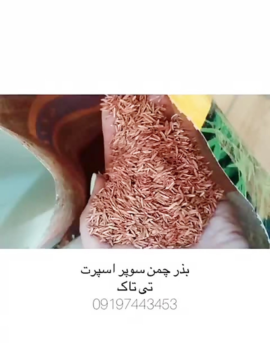 بذر چمن سوپر اسپرت هلندی