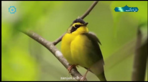 گنه گلدی نوروز بایرامی