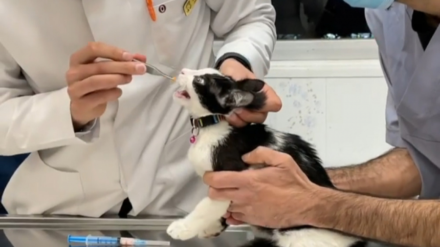 ناخن گرفتن و آمپول زدن به یک گ...