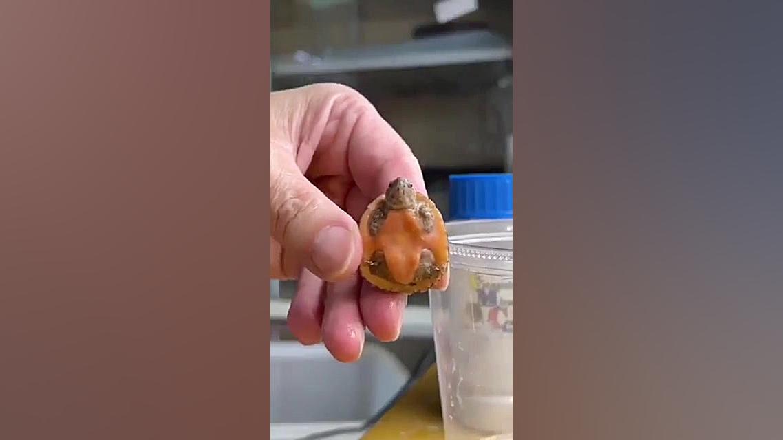 سمم خاالص قلقلک دادن لاک پشت ب...