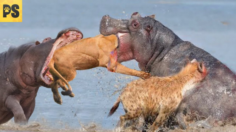 جنگ حیوانات وحشی  اسب آبی  حیا...