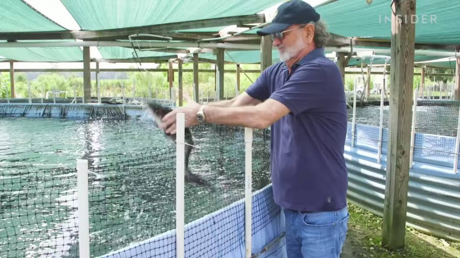 فیل‌ماهی دریای خزر چگونه به آم...