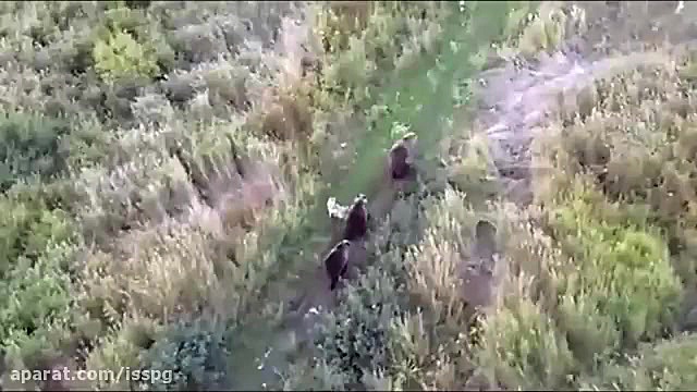 دوستی گرگ سفید با خرس‌ها  فیلم