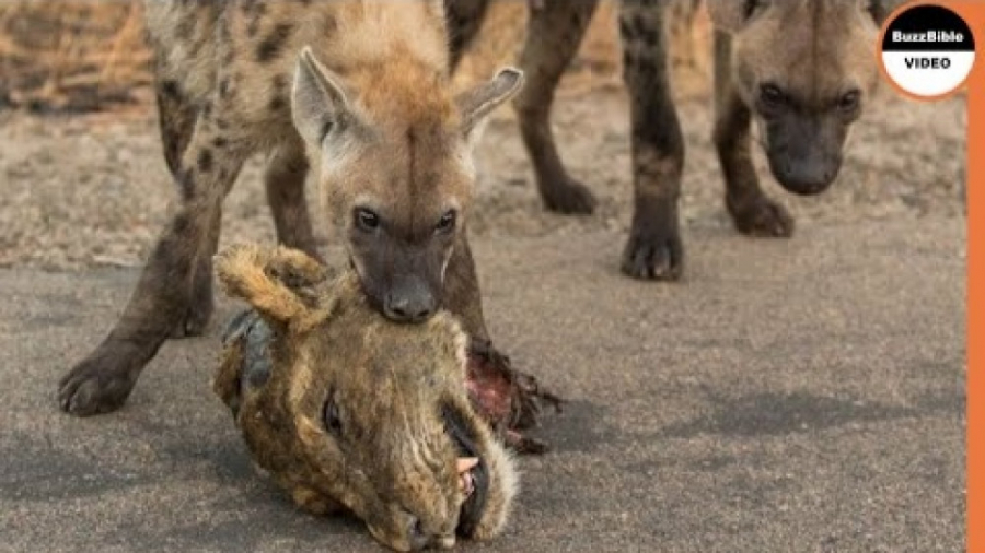 مستند حیات وحش  انتقام کفتار ه...