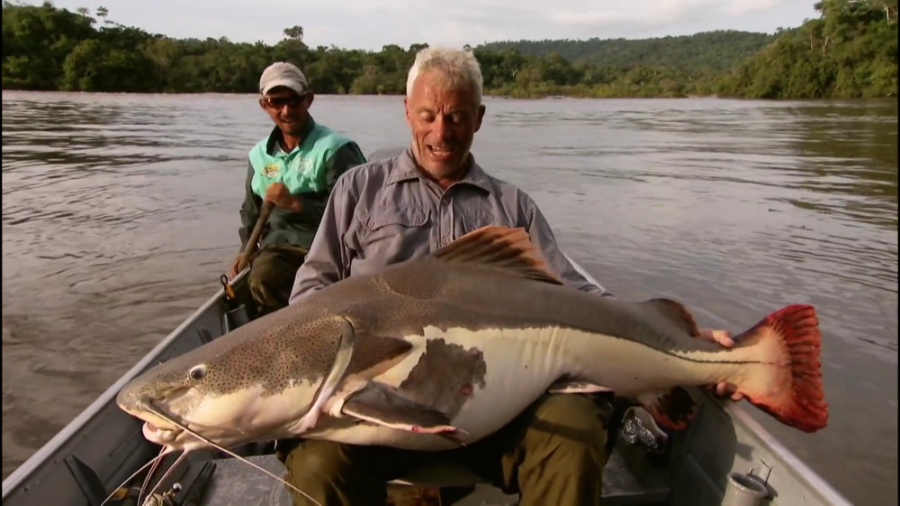 صدای عجیب گربه&zwnj;ماهی پس از...