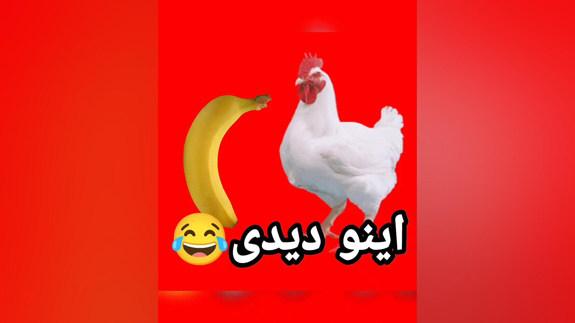 ویدیو مرغی بنیامین بخشایی