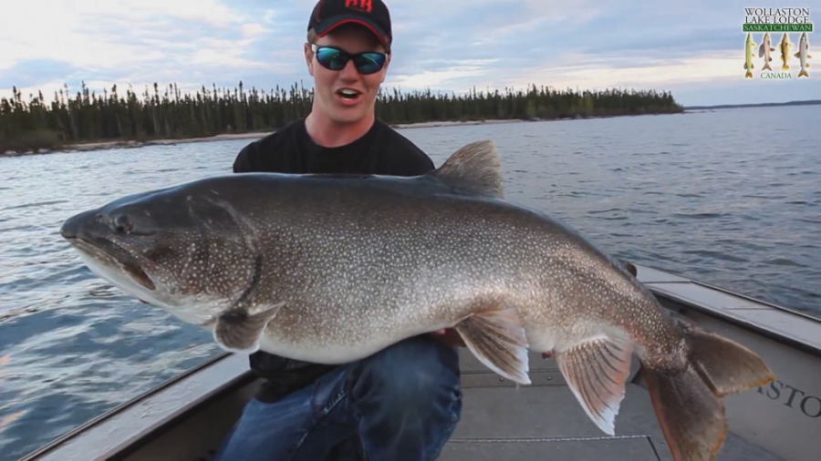 قزل&zwnj;آلای دریاچه&zwnj;ای