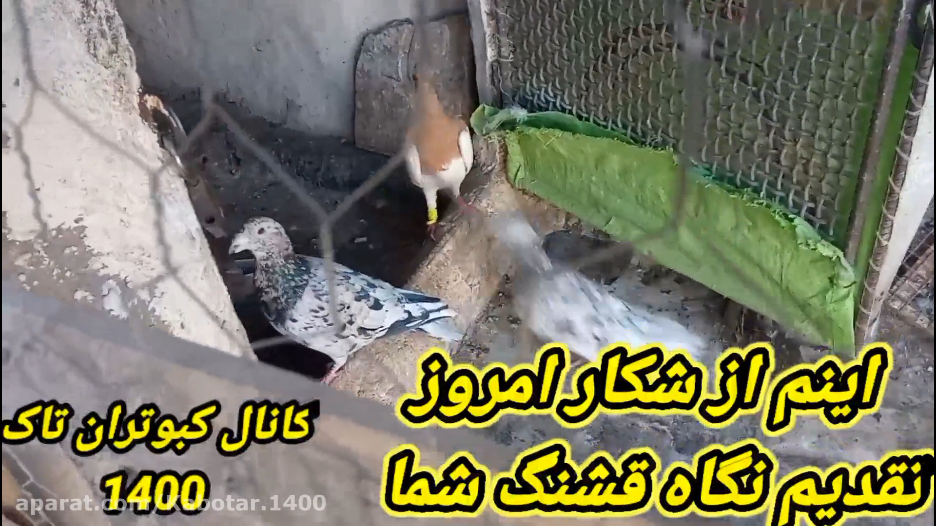 کفتر بازی همراه شکار کفتر